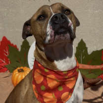adopt-pet