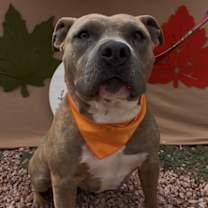 adopt-pet