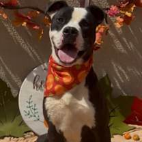 adopt-pet