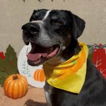 adopt-pet