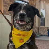 adopt-pet