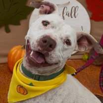 adopt-pet