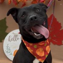 adopt-pet