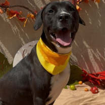adopt-pet