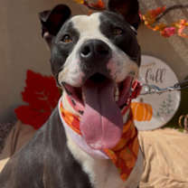 adopt-pet