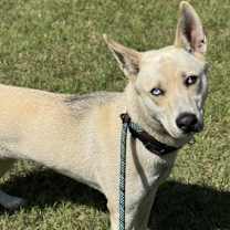 Thumbnail photo of Yari #1