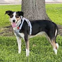 Thumbnail photo of Victoria #3