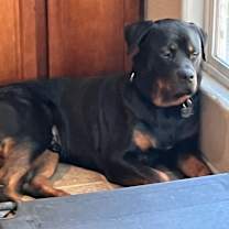 Thumbnail photo of Murphy #2