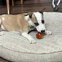 Thumbnail photo of Seth #3