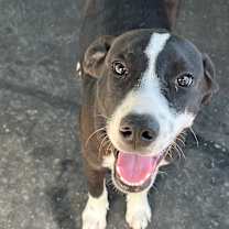 Thumbnail photo of OREO #1