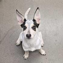 adopt-pet
