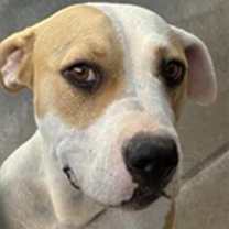adopt-pet