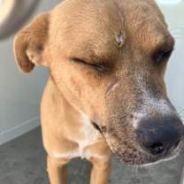 adopt-pet