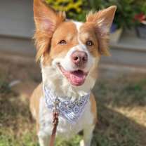 Thumbnail photo of Dazzle #1