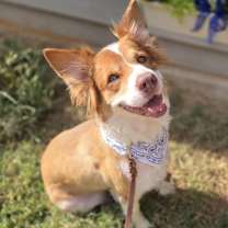 Thumbnail photo of Dazzle #2