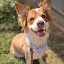 Thumbnail photo of Dazzle #3