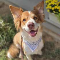 Thumbnail photo of Dazzle #4