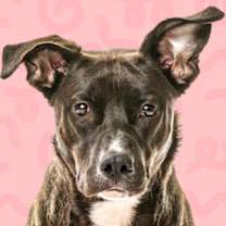 Thumbnail photo of Pretty Princess #1