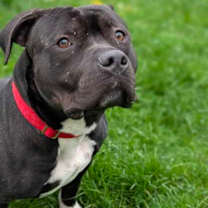 Thumbnail photo of Beau Beau #2