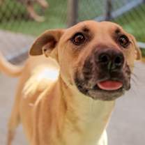 Thumbnail photo of Jagger #3