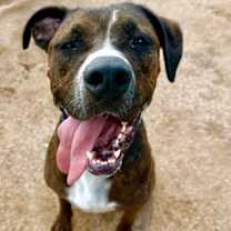 adopt-pet