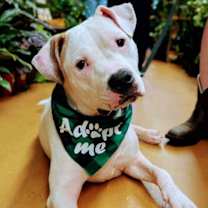 Thumbnail photo of Watson #1