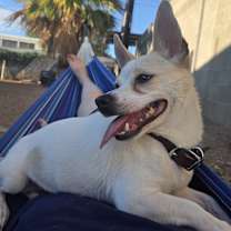 adopt-pet