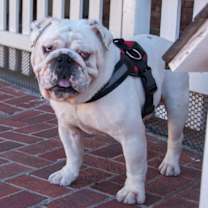 Thumbnail photo of Mack #1