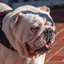 Thumbnail photo of Mack #2