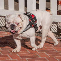 Thumbnail photo of Mack #3