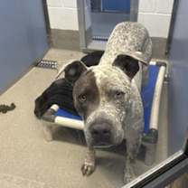 adopt-pet