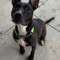 Thumbnail photo of Maggie #1