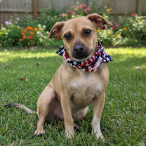 adopt-pet