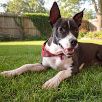 adopt-pet