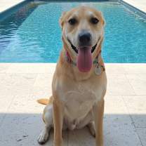 adopt-pet