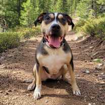 adopt-pet