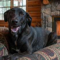 adopt-pet