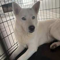 adopt-pet
