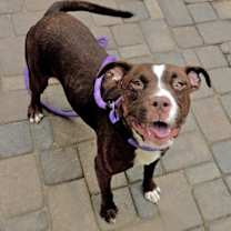 adopt-pet