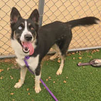 adopt-pet