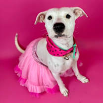 adopt-pet