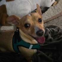 adopt-pet