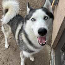 adopt-pet