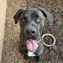 adopt-pet