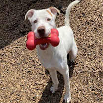 adopt-pet