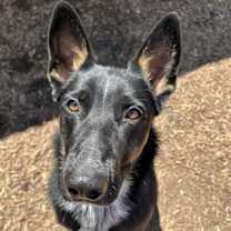 adopt-pet