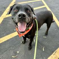 adopt-pet