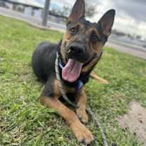 adopt-pet