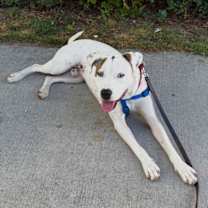 Thumbnail photo of Rowan #2