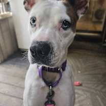 Thumbnail photo of Pandora #1